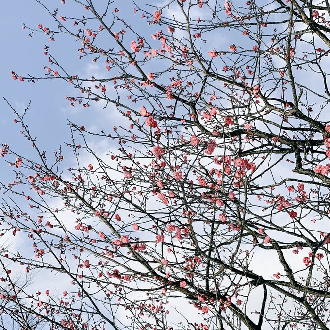 「桜」のTwitter画像/イラスト(古い順｜RT&Fav:50)｜4ページ目
