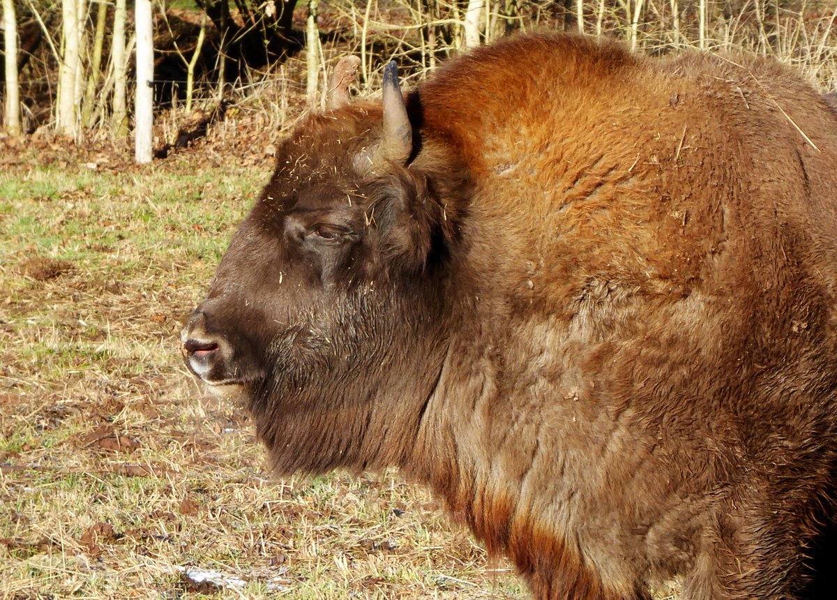 _ORMUZ_'s tweet photo. heute haben alle die Sonne genossen
das #Vierhornschaf
das #Wisent
der kleine #Damhirsch und auch der
der junge #Geier https://t.co/miPqT7dlg8