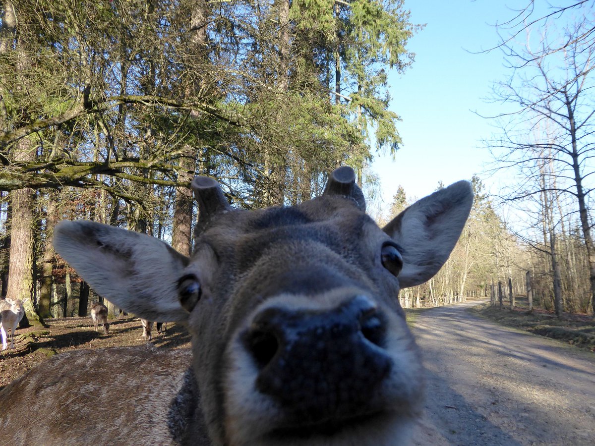 _ORMUZ_'s tweet photo. heute haben alle die Sonne genossen
das #Vierhornschaf
das #Wisent
der kleine #Damhirsch und auch der
der junge #Geier https://t.co/miPqT7dlg8
