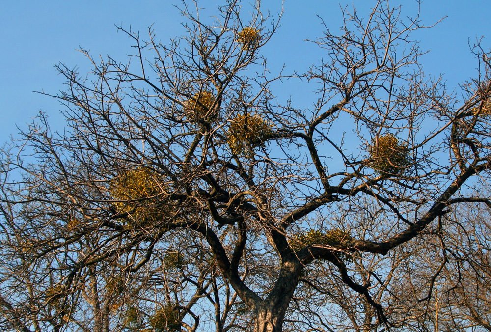 PresTreeServ's tweet image. #Mistletoe, what&apos;s it all about? Read our #treeblog to learn more about this parasitic nuisance. ow.ly/OjCA30nasEW