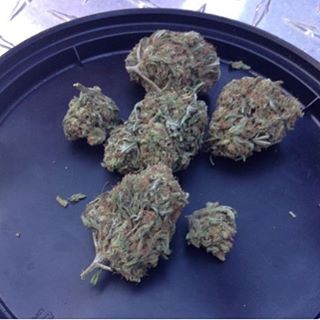 Breanakittleson's tweet photo. captain crunch strain https://t.co/JlmLLbia2Q
