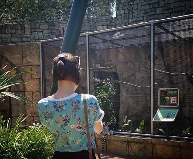 SavanahBeechey's tweet photo. Can you spot the lemur? 🌿

#Duesouth #valuedifference #everywearforeverywhere #montecasino #birdgardens #lemur #shorthair https://t.co/44NXVLoJ3Q https://t.co/Aix06IM0PV