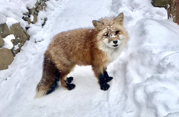 Twitterのコスプレ画像42