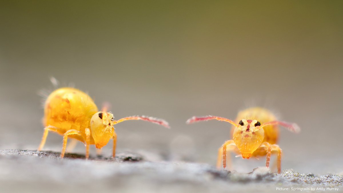 idiv's tweet image. iDiv scientists highlight the consequences of the quiet extinction of #insects and soil invertebrates in @NatureComms. #Ecosystemfunctioning may be at risk – future #biodiversity monitoring needs joint up efforts from societal, policy and science actors. nature.com/articles/s4146…