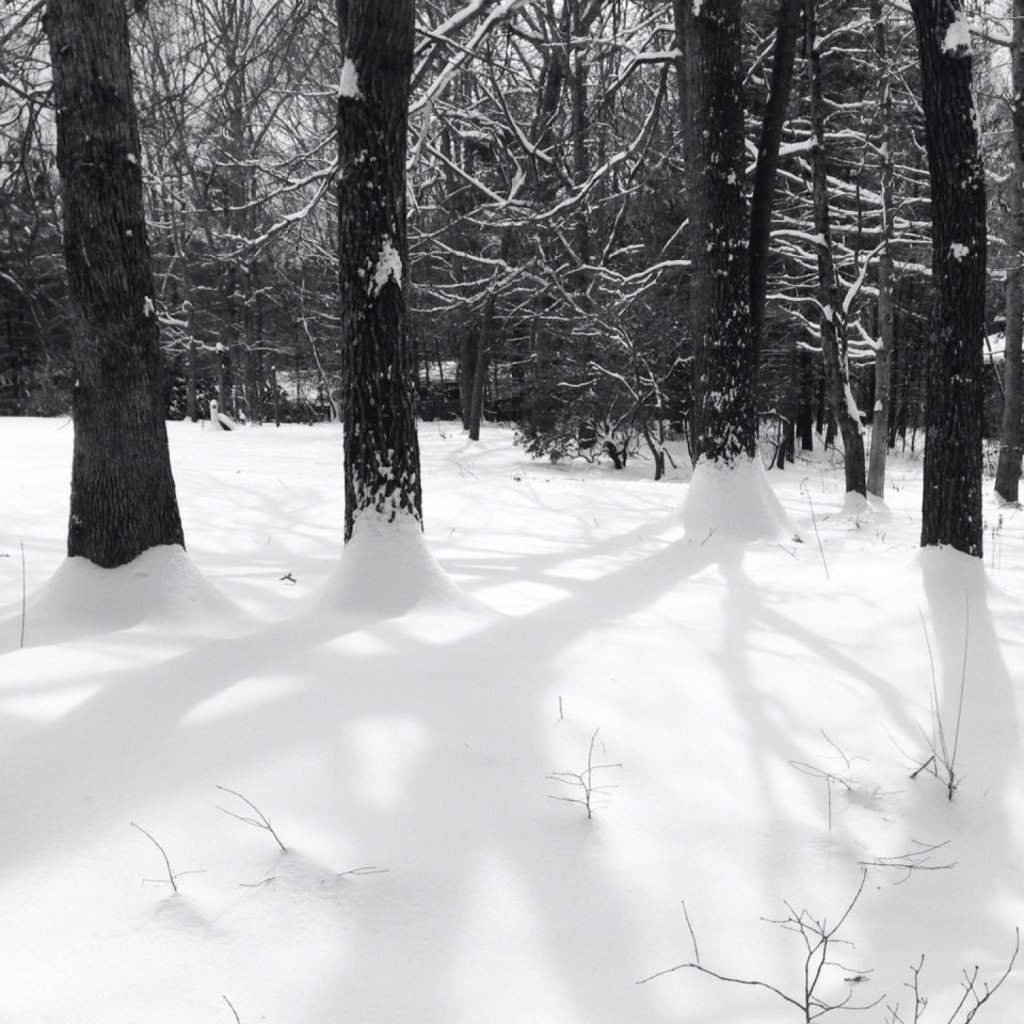 growinggracefrm's tweet photo. wintering https://t.co/BVlOUwAceA https://t.co/fMwdS8yD2Y