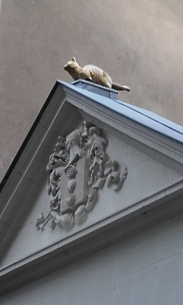 Samuel Martin در توییتر Au Musée Lambinet Chat Angora