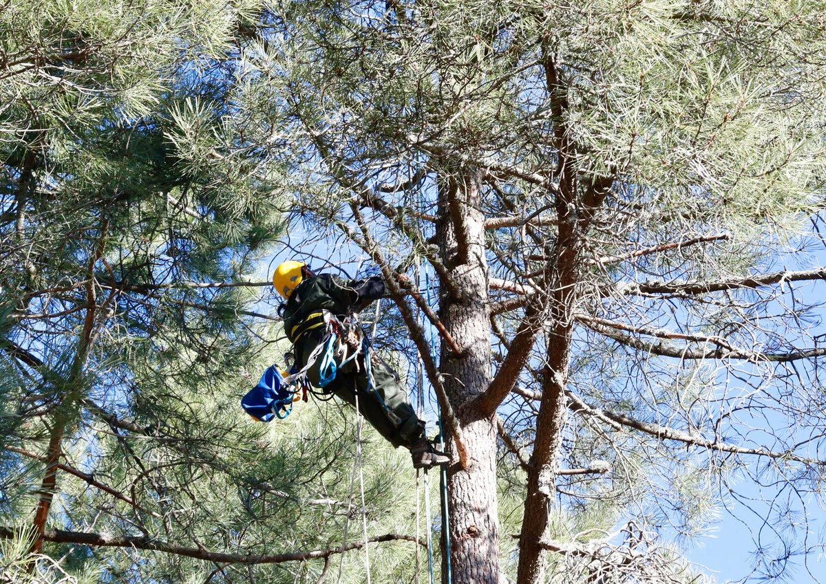 angelgarridog's tweet photo. En 2019 incrementamos un 57% el presupuesto de los Agentes Forestales para contar con 80 nuevos efectivos. 

Su labor de protección y conservación es fundamental. Esta mañana, hemos visitado la instalación de plataformas para el anidamiento del buitre negro en @PN_Guadarrama https://t.co/YD5HjaVMco