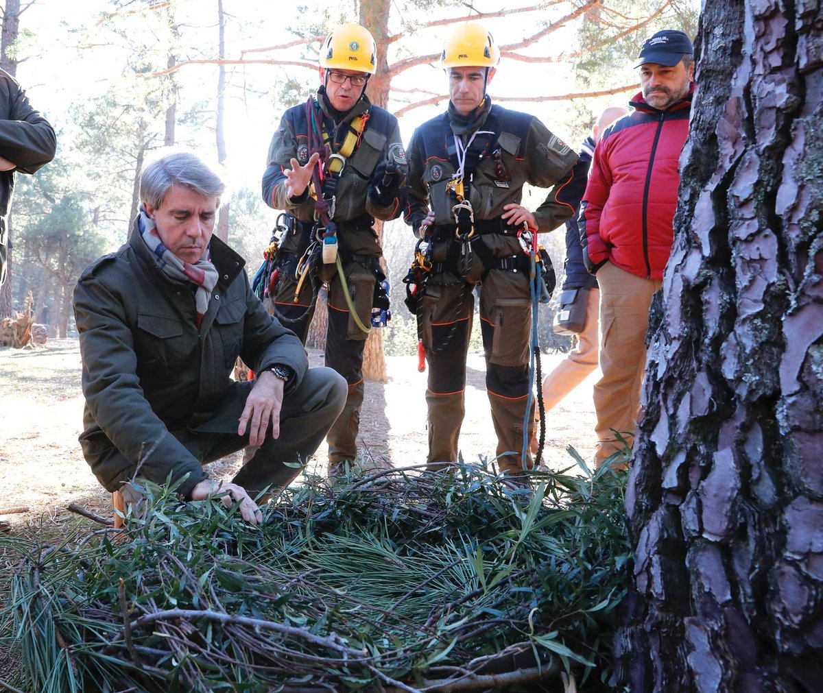 angelgarridog's tweet photo. En 2019 incrementamos un 57% el presupuesto de los Agentes Forestales para contar con 80 nuevos efectivos. 

Su labor de protección y conservación es fundamental. Esta mañana, hemos visitado la instalación de plataformas para el anidamiento del buitre negro en @PN_Guadarrama https://t.co/YD5HjaVMco