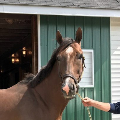 tharacing's tweet photo. MT @NewYorkTHA: a look back at just a few of the horses retired through our TAKE THE LEAD program in 2018. We found homes for nearly 100 horses with @TBaftercare accredited organizations... https://t.co/JhrzafFHji https://t.co/vkf3pppjSo