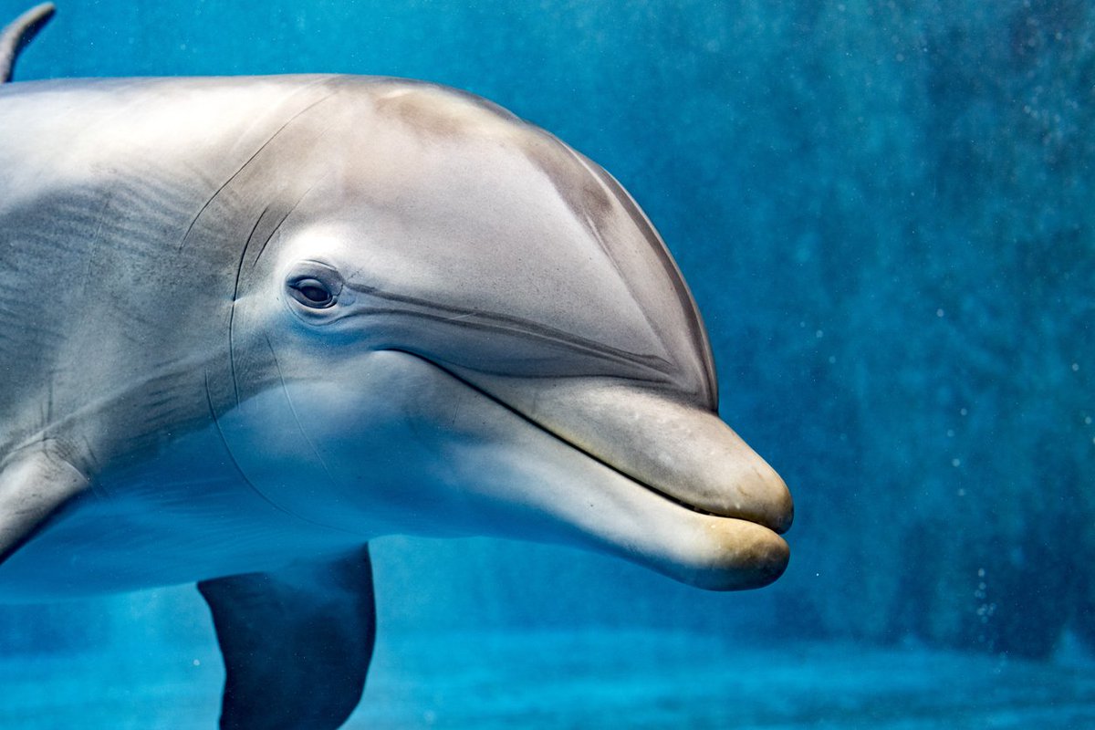 Yummypets on Twitter: "#DidYouKnow that dolphins sleep with one ...