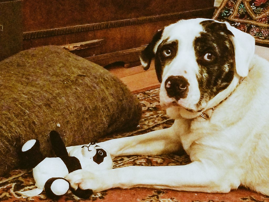 MarinaG17807027's tweet photo. Day of rest fireside, catching up friends, Capone at my side with his new "baby". He brings it everywhere, even stuffs him into my bed at bedtime. It's all good buddy. I'll watch him for you. 💖🐾🐼
#daysoff #dayofrest #selfcare #catahoulabulldogs #affectionatedogs #mybestfriend https://t.co/YNpasLhcsU
