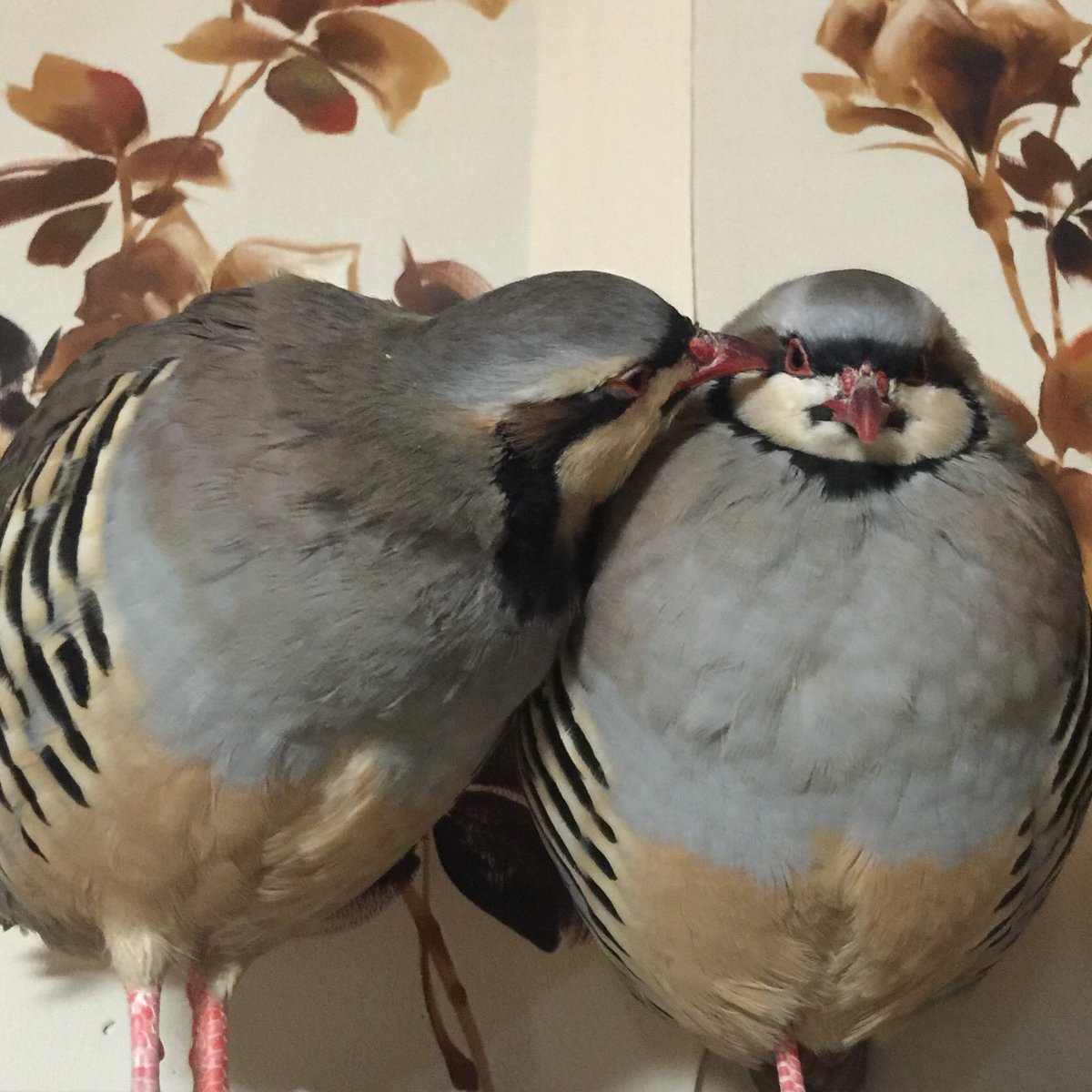 (*/ω＼*)イチャイチャ💕