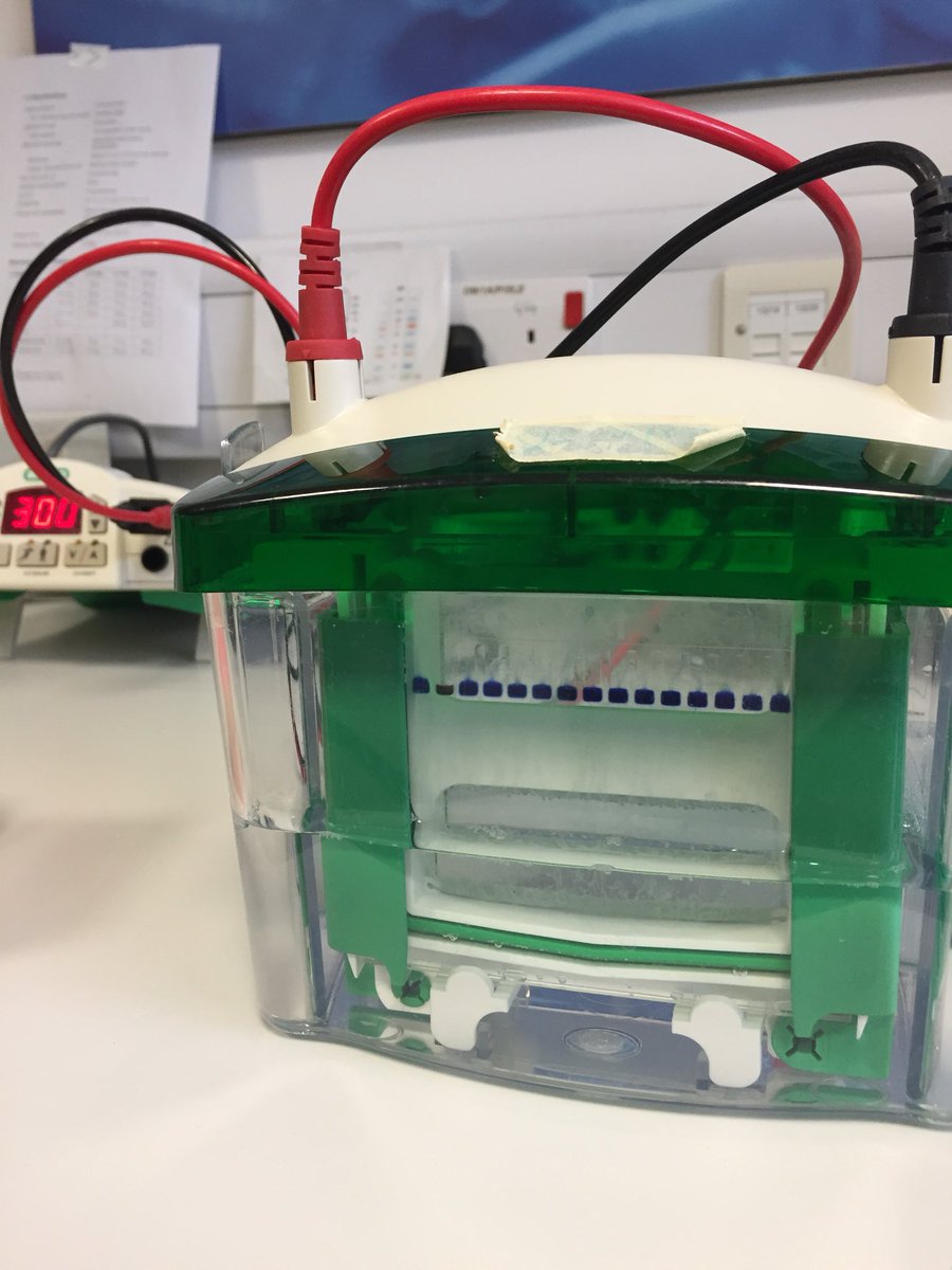 Tidy start to the year 👩‍🔬💪 #westernblot #CancerResearch #PhDLife #womeninSTEM #HappyNewYears2019 @KESS_Central