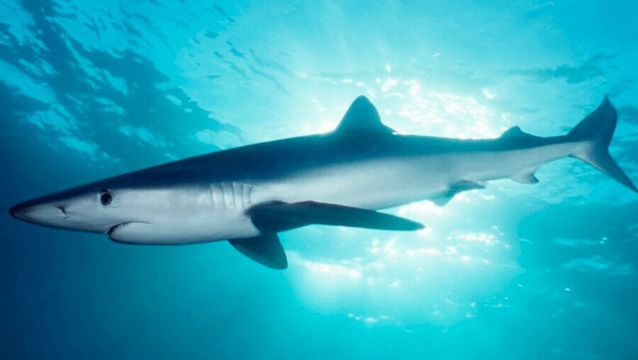 Pro_Acuatica's tweet photo. Vamos a conocer el tiburón azul y por qué es más importante que una sopa! https://t.co/IOwHoYOddu @GretaThunberg @albertotino @RRRandMore @SharkTrustUK @IUCNShark #SharkThursday #JuevesDeTiburón https://t.co/rlxYdZRi7G