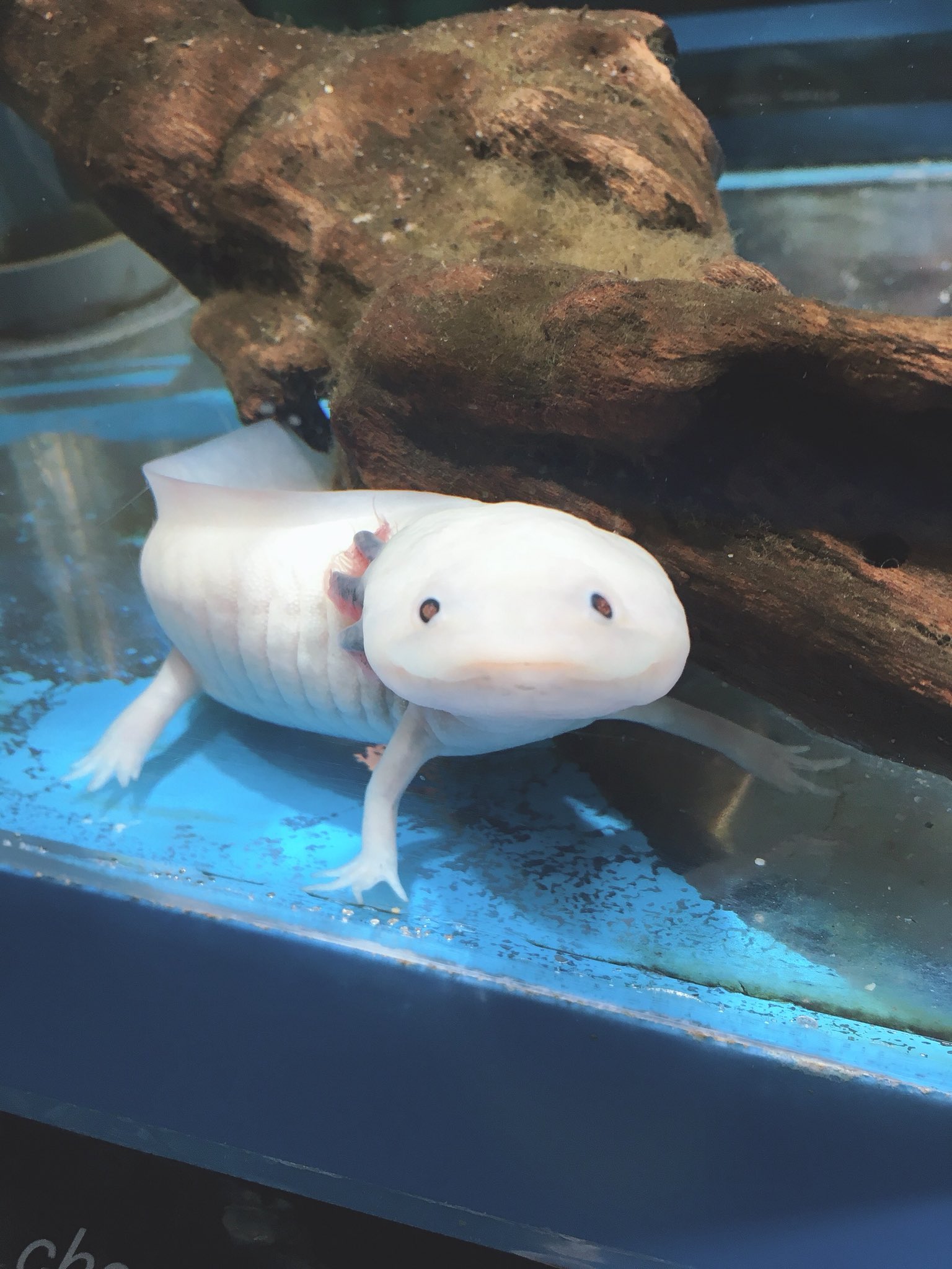 ウーパーリサ 名古屋港水族館のウーパールーパー 正面顔がたまらない へんカワ展 名古屋港水族館 ウーパールーパー T Co Sagemuga8q Twitter ウーパーリサ 名古屋港水族館のウーパールーパー 正面顔がたまらない へんカワ展 名古屋港水族館 ウーパールーパー T Co Sagemuga8q Twitter