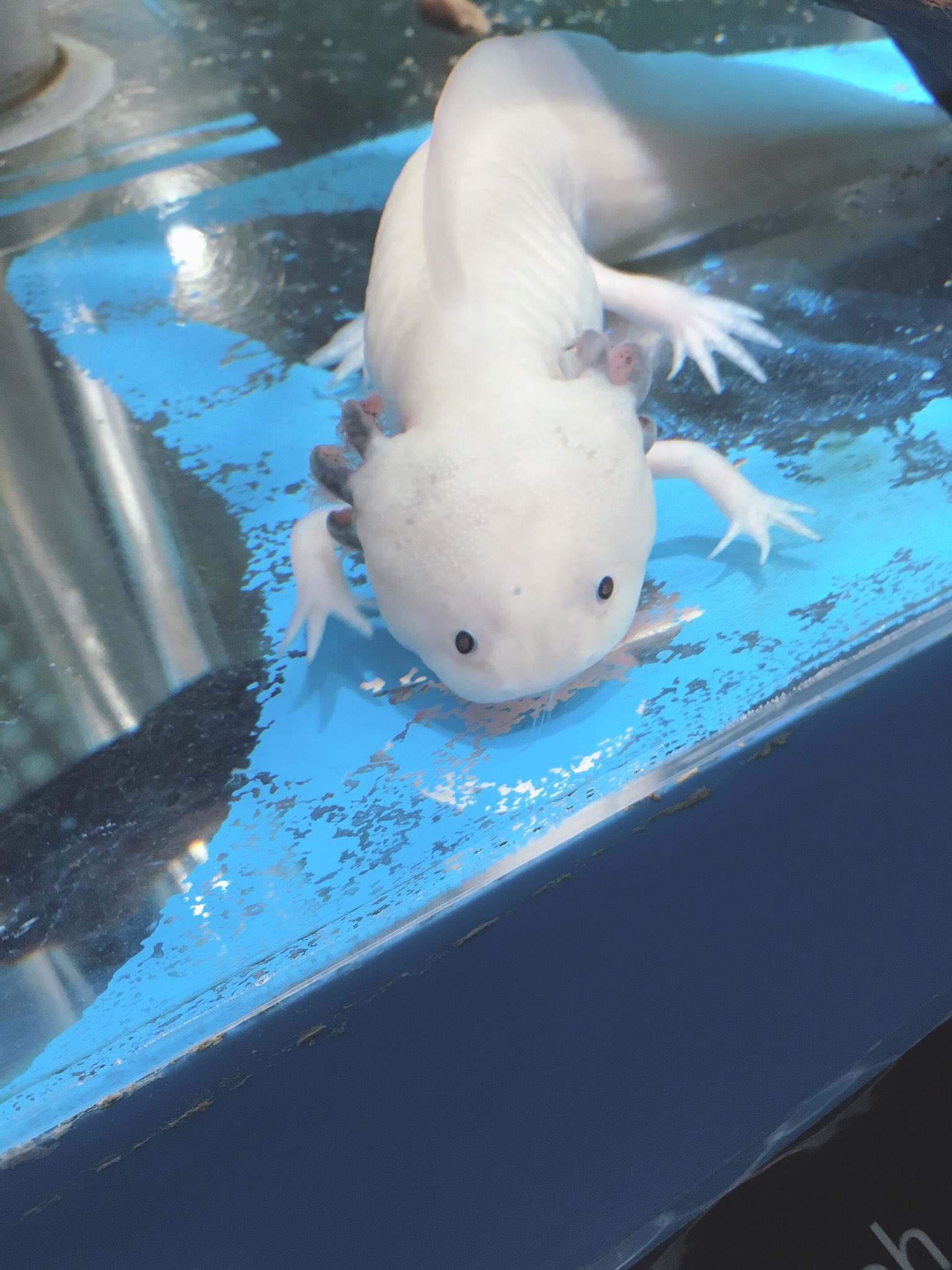 ウーパーリサ 名古屋港水族館のウーパールーパー 正面顔がたまらない へんカワ展 名古屋港水族館 ウーパールーパー