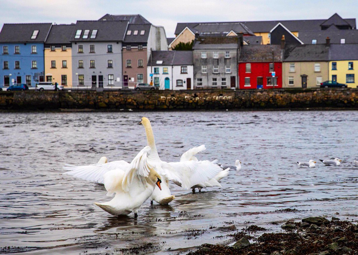 TheresaTayler's tweet image. Galway swans 🦢 .
.
.
.
#canon #canonphotography #canon5dmarkiv #galway #galwayireland #ireland #irelandtravel #travelireland #discoverireland #irish #galwaybay #travel #landscape #landscapephotography #cityscape #swans #travelphotography #travelgram