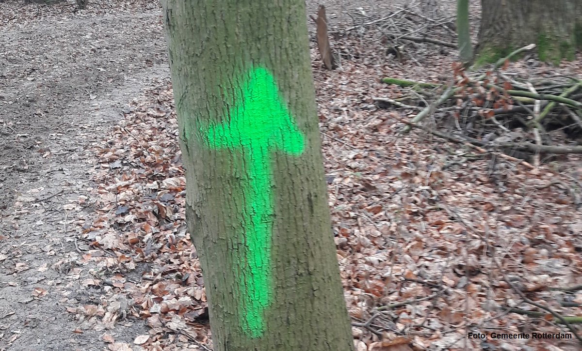 #Oproep: in het #KralingseBos zijn rond Kerst bomen, bestrating, paaltjes&amp;bruggetjes #beklad met vele #groene #pijlen. Wie zag iets&amp;weet wat voor verf dit is? We verwijderen dit, met info kan dit met minder schade en kosten. Weet u meer? Neem dan contact op in DM of bel 14010.