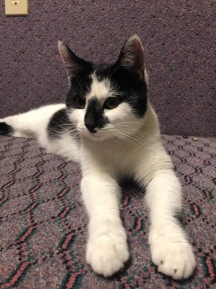 newlife945's tweet photo. Meet Dovey! She's this week's Clark's Tree Service LLC Pet of the Week! If you'd be interested in making this very sweet cat a part of your family, check out the link below and contact the Kanawha-Charleston Humane Association!

https://t.co/2bk3IExTBN https://t.co/emTnqRB1Q3