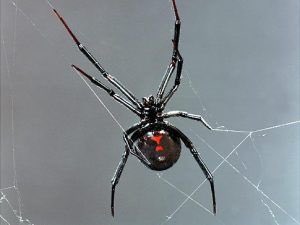 Morales_Spider's tweet photo. ♬𝚃𝚑𝚎𝚗 𝚢𝚘𝚞’𝚛𝚎 𝚕𝚎𝚏𝚝 𝚒𝚗 𝚝𝚑𝚎 𝚍𝚞𝚜𝚝 𝚞𝚗𝚕𝚎𝚜𝚜 𝙸 𝚜𝚝𝚞𝚌𝚔 𝚋𝚢 𝚢𝚘𝚞.
𝚈𝚘𝚞’𝚛𝚎 𝚊 𝚜𝚞𝚗𝚏𝚕𝚘𝚠𝚎𝚛, 𝙸 𝚝𝚑𝚒𝚗𝚔 𝚢𝚘𝚞𝚛 𝚕𝚘𝚟𝚎 𝚠𝚘𝚞𝚕𝚍 𝚋𝚎 𝚝𝚘𝚘 𝚖𝚞𝚌𝚑. ♬

ℳ- Not new in RP.
ℳ- OC/Cómic.
ℳ- Rol extensible.
ℳ- RT please https://t.co/jlm9zGeTH1