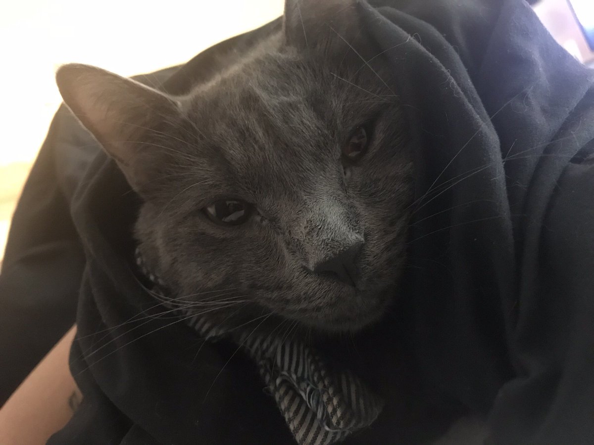 peachboischuy's tweet photo. @stevieraelamb @WhatAmPsyDoing @liberalnotlefty Def thought it was my baby stitch for a second #bowtiesquad https://t.co/vA2u5mVGdC