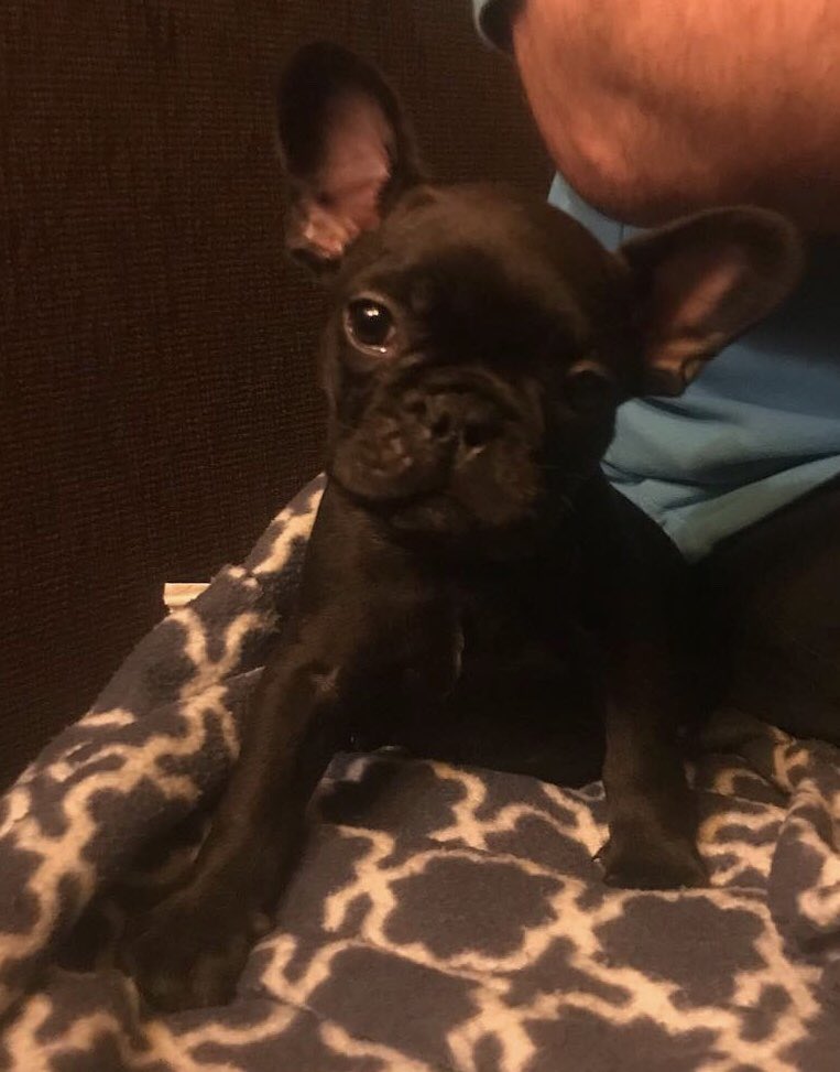 Zoewiley5's tweet photo. My new handsome boy💙 #frenchbulldog #puppylove #surprise https://t.co/f5kuoSu4V9