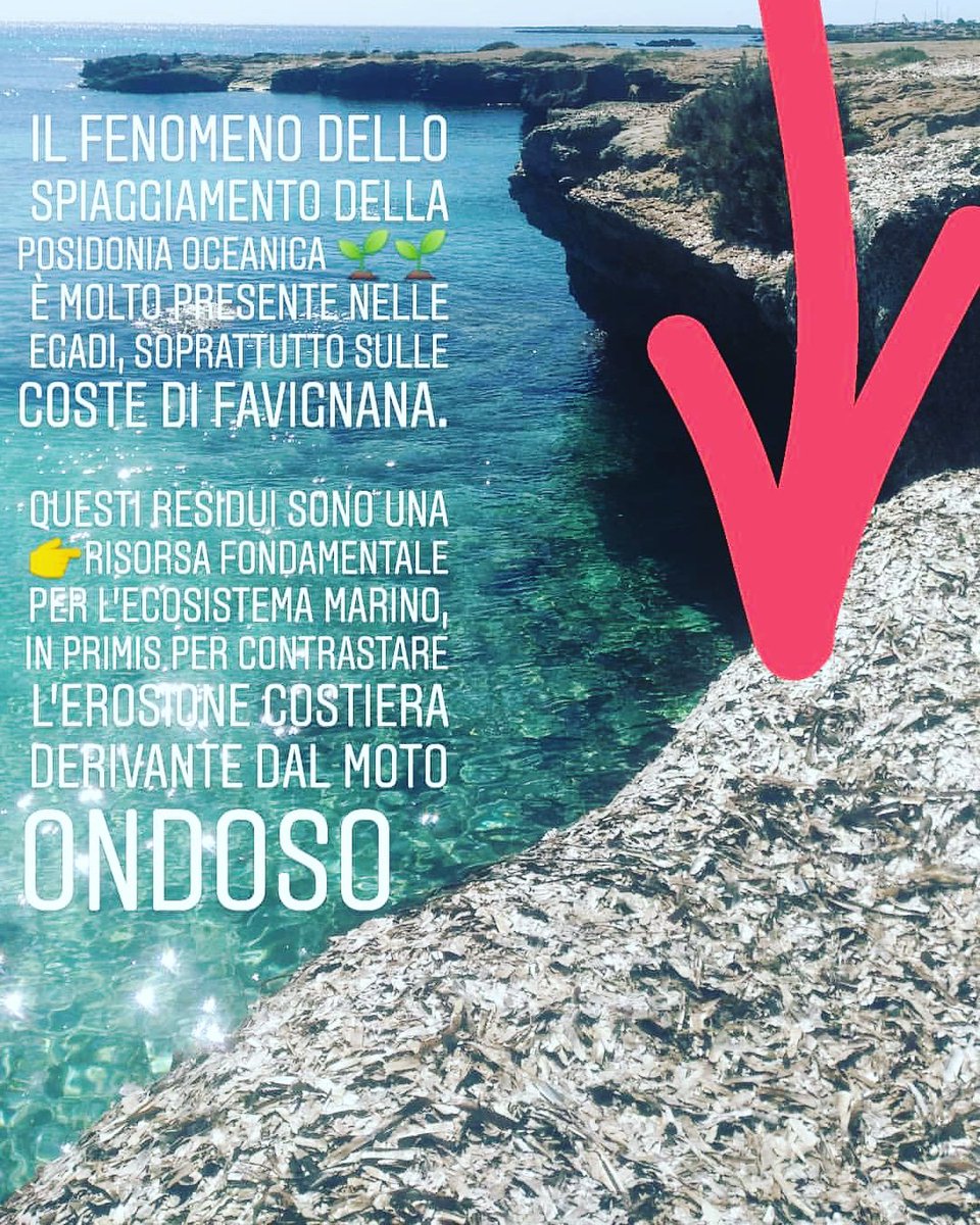 La Posidonia oceanica è una risorsa, sia da viva che da morta!
Rispettiamola!
#nature #posidoniaoceanica