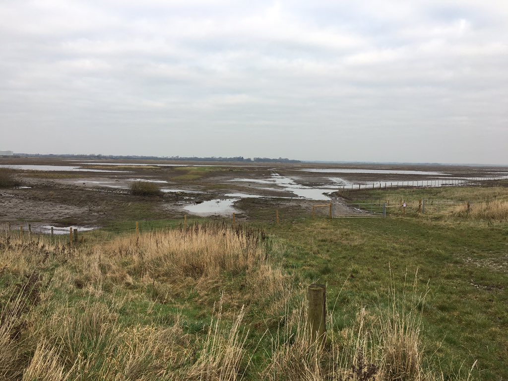 daveliverbirder's tweet photo. What a great area HoM is! American Wigeon, 2 rh Goosander, Spotshank, Ringtail Hen, 4 Marsh Harrier, 2 Merlin, Peregrine, 40+ Whooper in half hour. Plus mind blowing numbers of ducks! Great numbers of Linnet and Tree Sparrow too #birding #offpatch https://t.co/5fj686NntE