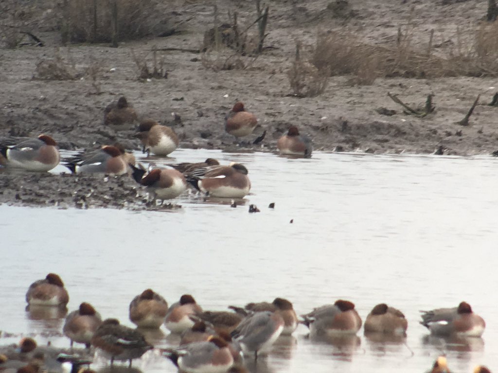 daveliverbirder's tweet photo. What a great area HoM is! American Wigeon, 2 rh Goosander, Spotshank, Ringtail Hen, 4 Marsh Harrier, 2 Merlin, Peregrine, 40+ Whooper in half hour. Plus mind blowing numbers of ducks! Great numbers of Linnet and Tree Sparrow too #birding #offpatch https://t.co/5fj686NntE