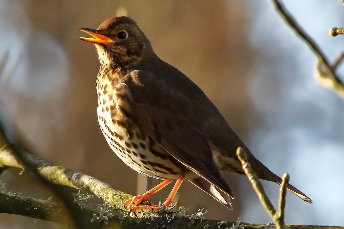 Brian Taylor tweet media