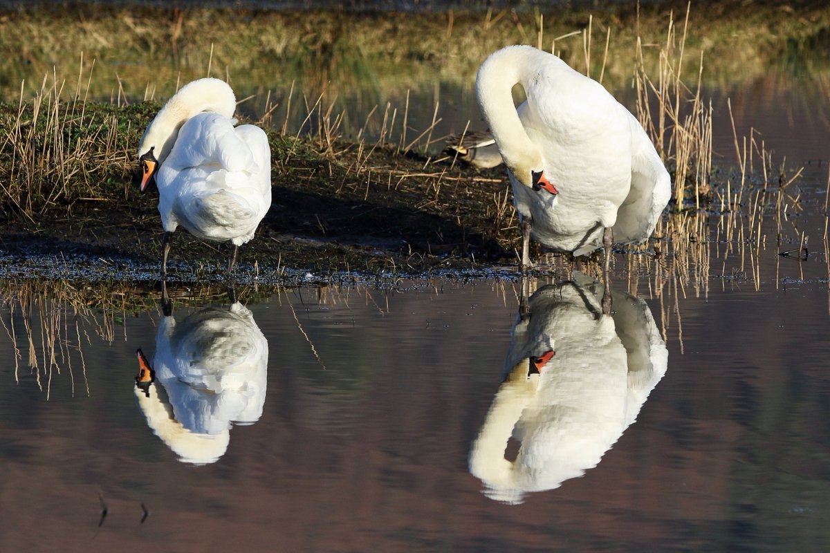 Brian Taylor tweet media