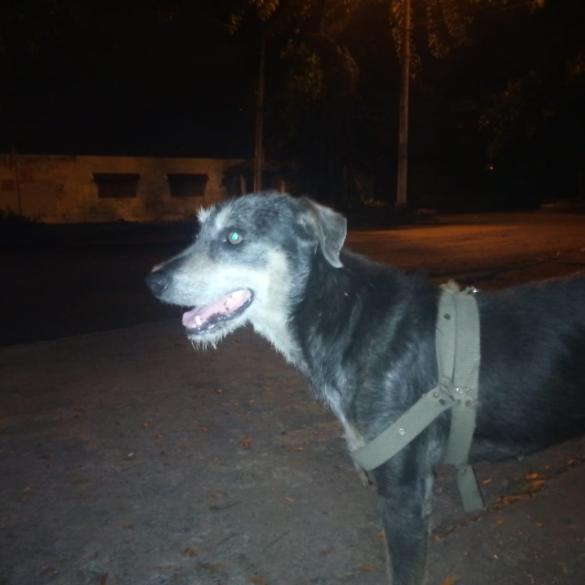 Pet2Home's tweet photo. Este perrito apareció el 1 de enero en la Av Trujillo entre Av Quito y calle primera por el banco del Pichincha. Está desorientado y vulnerable a ser atropellado ya que son vías de alto tránsito. Ayúdalo a regresar con sus dueños o bríndale un hogar https://t.co/0Y24MQ6uZe