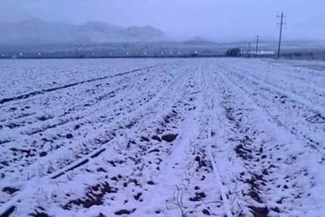 FreshPlaza_es's tweet photo. México: Miles de hectáreas afectadas por la nieve en Sonora
https://t.co/UUFkT83Ftt https://t.co/ehymEajKp1