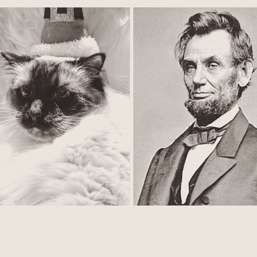 Näinköhän lomailu on hyväksi sittenkään, kun kissakin alkaa muistuttaa jo Abea? 🤔