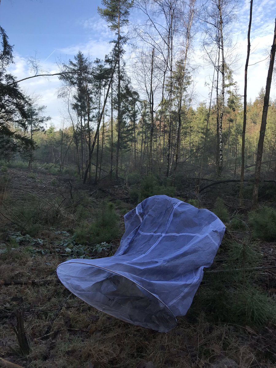 De wens was vast niet dat deze wensballonnen in de natuur zouden belanden, maar dat gebeurd helaas wel. Een gevaar voor bosdieren en vervuiling van de natuur. Twee stuks opgeruimd in bosgebied Westerode. Mijn wens is dat niemand deze ondingen oplaat deze jaarwisseling.