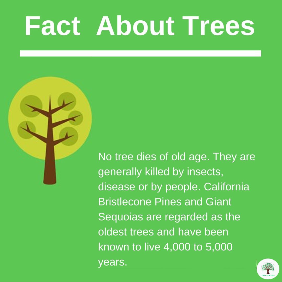 #Trees generally don't live that long. Let's #plant more trees and look after them. #tfl #treeforlife #savetree #motherearth