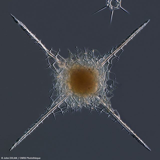 Centre National De La Recherche Scientifique On Twitter Jeudumorpion Vous Savez Quel Animal Broute Dans Des Prairies Microscopiques Au Large De L Antarctique Ce Minuscule Plancton Marin Le Radiolaire