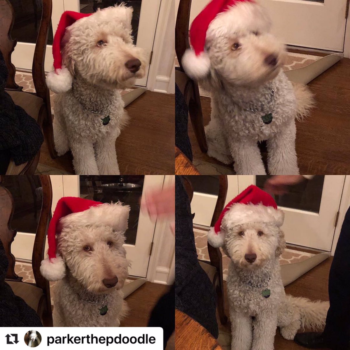 My first #Christmas costume. It’s a process... #santababy #goldendoodle 
#goldendoodlesoftwitter #doodlesoftwitter