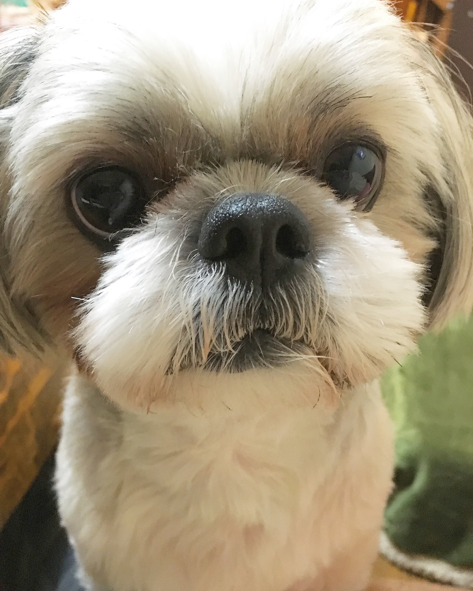 イラストレーター幸池重季 シーズー犬てんぽ Pa Twitter 愛犬家でバファローズマスコットデザイナーがライブで あうんのてんぽ のマンガ描いてます もちろん愛犬も登場します ゆるい垂れ流しライブなので 作業用にぴったりの動画になってます 定期的に更新予定 イラストレーター幸池重季 シーズー犬てんぽ Pa Twitter 愛犬家でバファローズマスコットデザイナーがライブで あうんのてんぽ のマンガ描いてます もちろん愛犬も登場します ゆるい垂れ流しライブなので 作業用にぴったりの動画になってます 定期的に更新予定