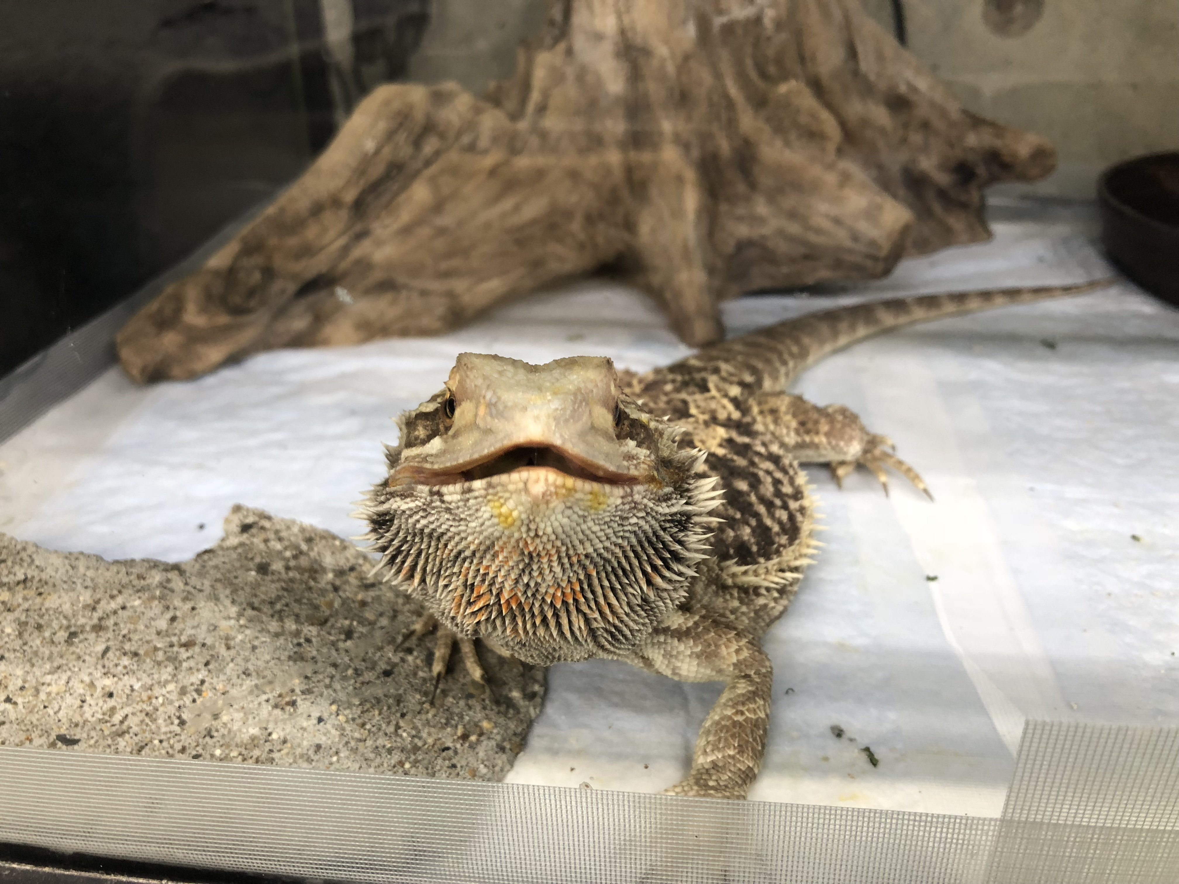 足立区生物園 フトアゴヒゲトカゲの正面顔です 口角が上がっているので笑っているように見えますね バックヤードで すくすく成長中です 大きくなってから展示予定ですのでお楽しみに 足立区 生物園 爬虫類 フトアゴヒゲトカゲ スマイル T