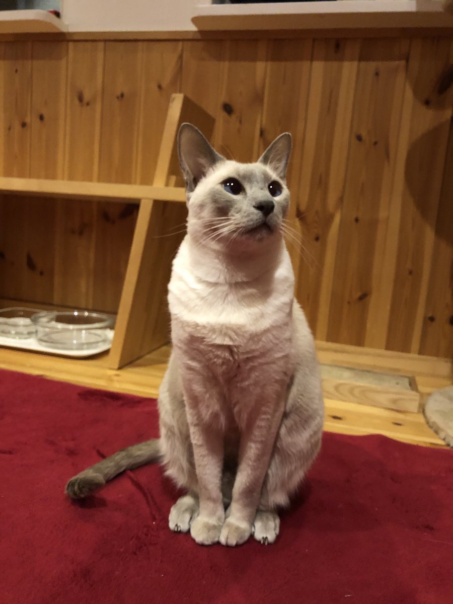 ねこと占い師がいるカフェキャッツプラネット お客さんこないなぁ 僕たちの事忘れちゃったのかな 涙 キャッツプラネット 高崎駅東口 猫カフェ 占い ケーキ スイーツ ランチ 高崎opa 無料駐車場