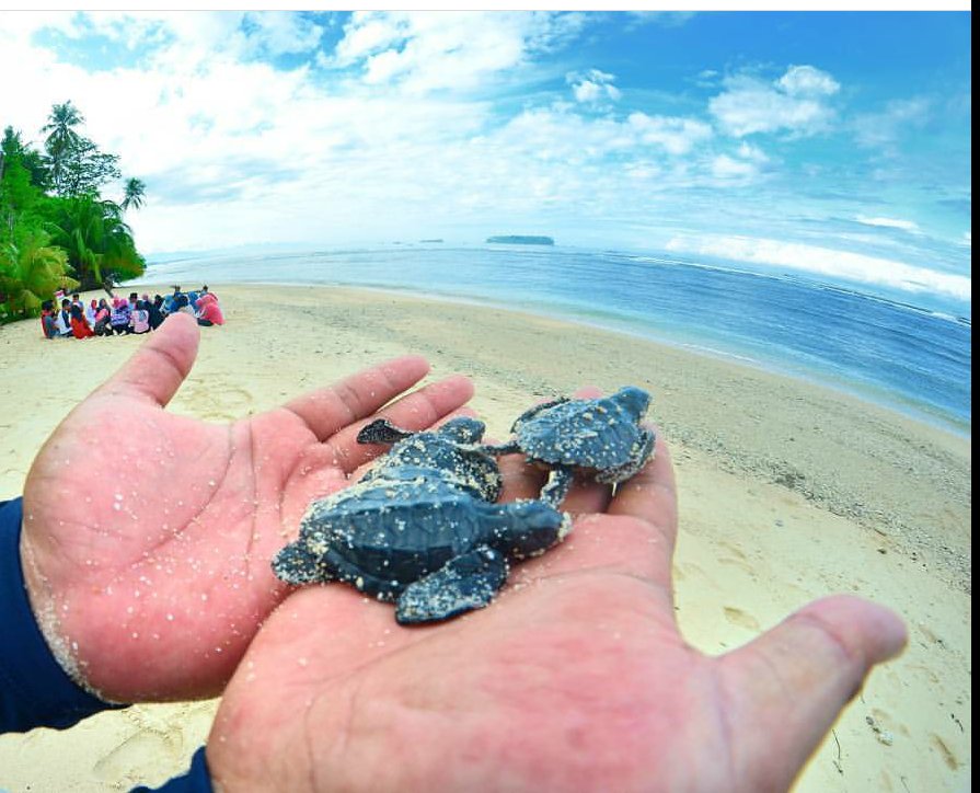 ayokepariaman's tweet photo. Pelepasan penyu di Pulau Angso Duo #ayokepariaman #saveourturtle #turtle https://t.co/OzoqFyIRD2