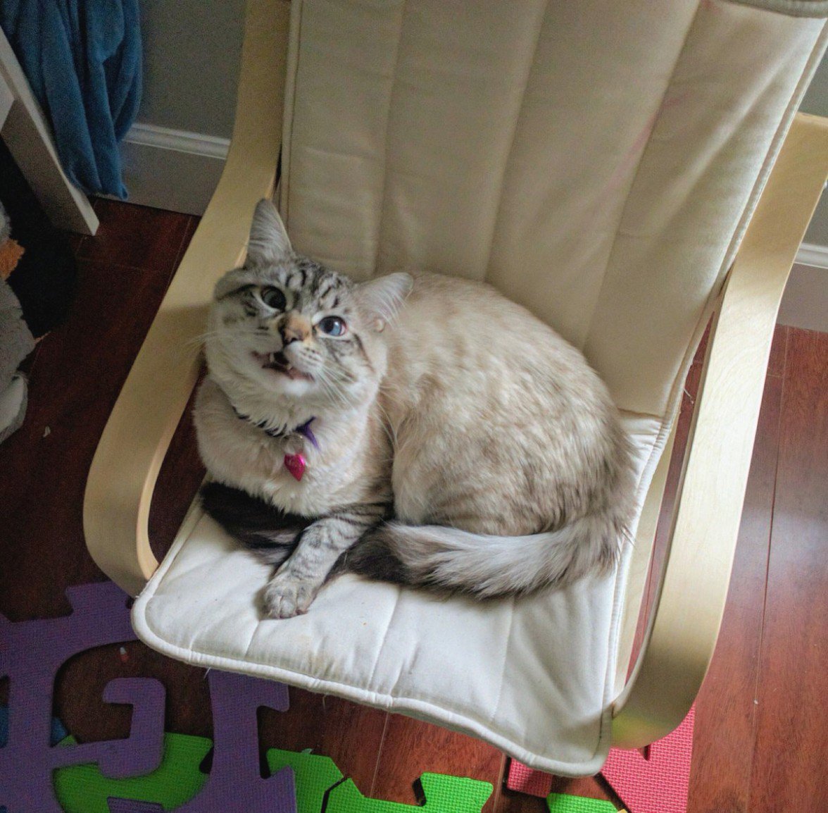 CatSurge tweet media