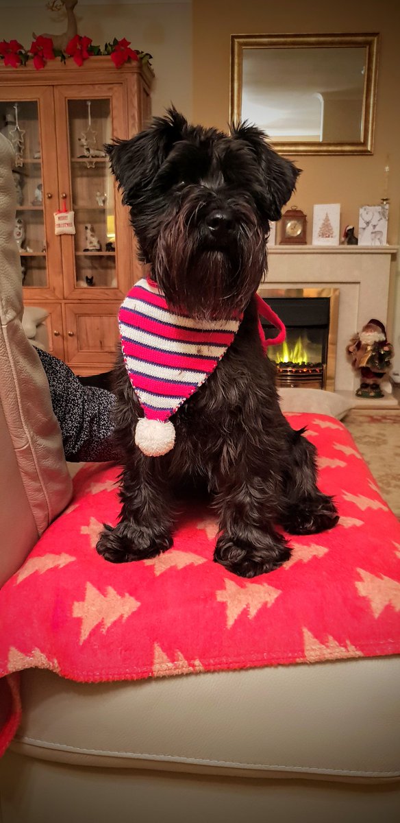 Happy Thursday pals!
Have a soopa doopa day. 🐾🐶🎄🎅