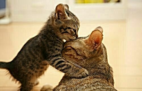 cathound7's tweet photo. #WLF #Nipclub #WEETI #FBJAM #FlyWithSanta #catmaseve
To all pals & dere fambilies dat need an extra hug and kissie today: here ya go!!!
😊😊😊😻😻😻❤💚❤💚❤💚❤💚❤💚🌎🌍🌏✌✌✌ https://t.co/3JwD1KjO3I
