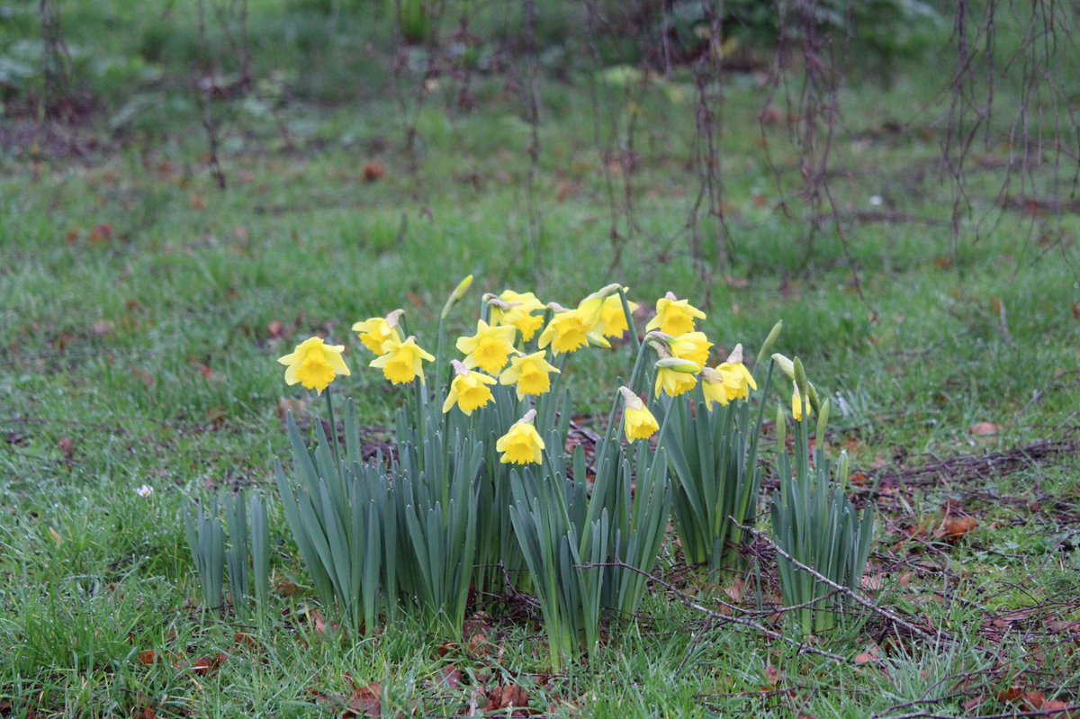 janepursey's tweet image. These daffodils came out in the village before Christmas #springisonitsway  #Somerset