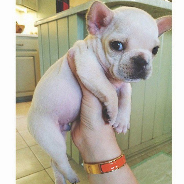 AmazingPups's tweet photo. Your hurting me :( https://t.co/4LzHUewUck