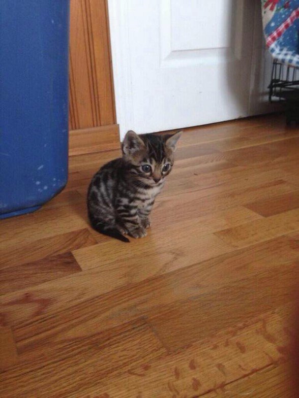 GreatestAnimals's tweet photo. When youre at a party with people you dont know and your friend disappears https://t.co/oRZQLmtCjG