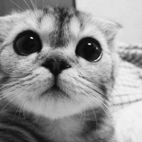 AnimalDose's tweet photo. Warning Cuteness Overload! ' https://t.co/lOXnWWlCys