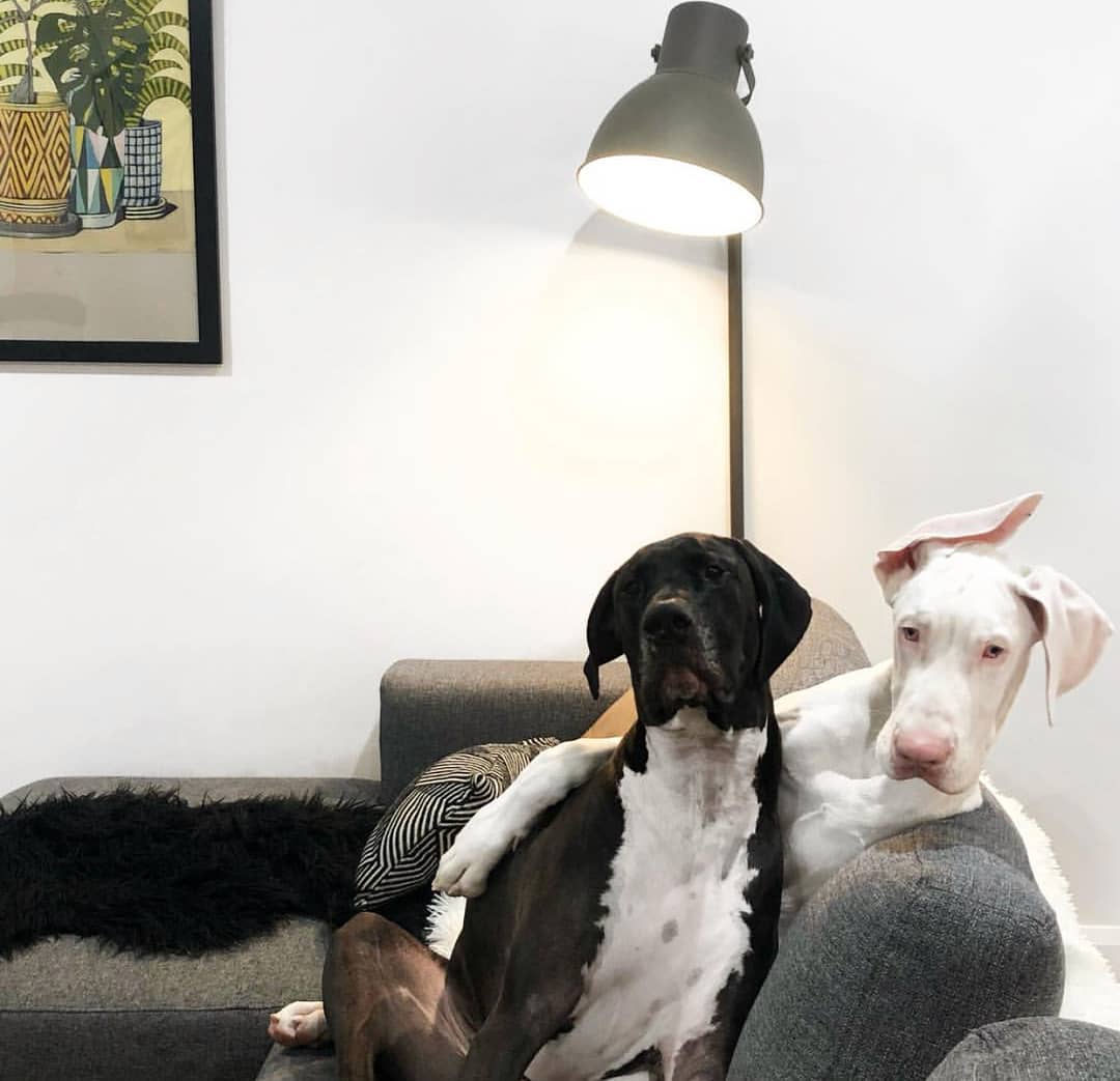 lifx_me's tweet photo. Cuddled up on the couch? Don't get up to dim the lights. Just open your phone 😴 @dobbyandarlowe
#startup #interiordesign #smartlighting #automation #smarthome #smartoffice https://t.co/6dIrXNz1Vt